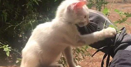 国外小哥睡觉的时候被猫收养了,恭喜你迈向成为猫奴之路 国外小哥睡觉的时候被猫收养了,恭喜你迈向成为猫奴之路