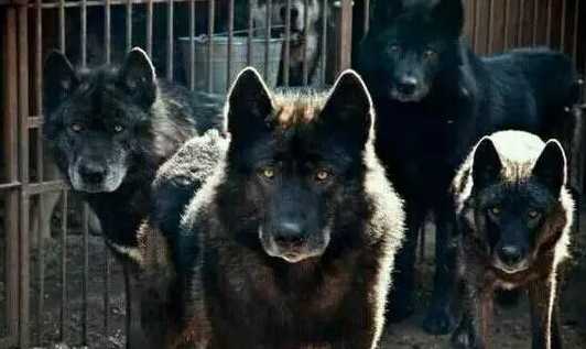 【科普】关于蓝湾牧羊犬的一些错误认知