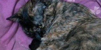 猫妈妈难产将死,医生告知要剖腹产,主人却犹豫了,我们的爱呢? 猫妈妈难产将死,医生告知要剖腹产,主人却犹豫了,我们的爱呢?
