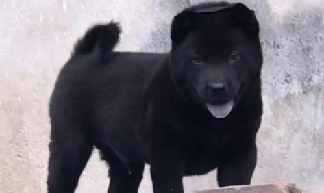五黑犬为什么能辟邪