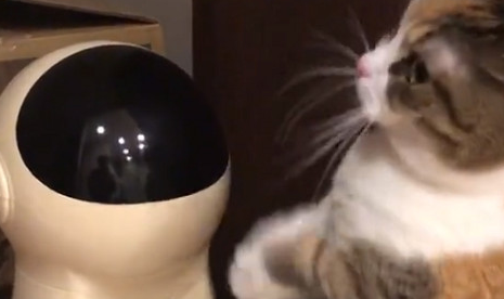 猫咪对自动喂食器拜拜，它双手合十非常虔诚：给我点吃的吧！