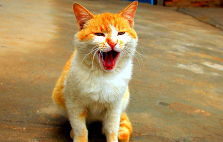 猫咪为啥总是喵喵叫讨食？明明碗里还有粮！