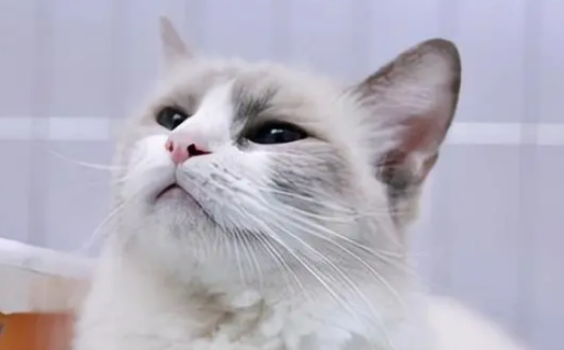 邓峰家的猫未拆封