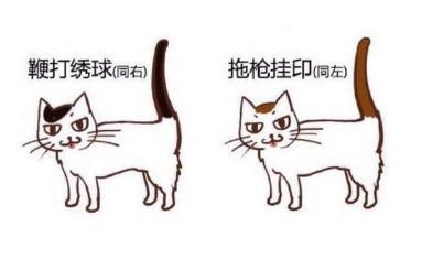 拖枪挂印猫有什么说法