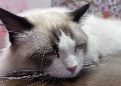 猫咪总是留几粒粮在碗里不吃，是想表达什么？