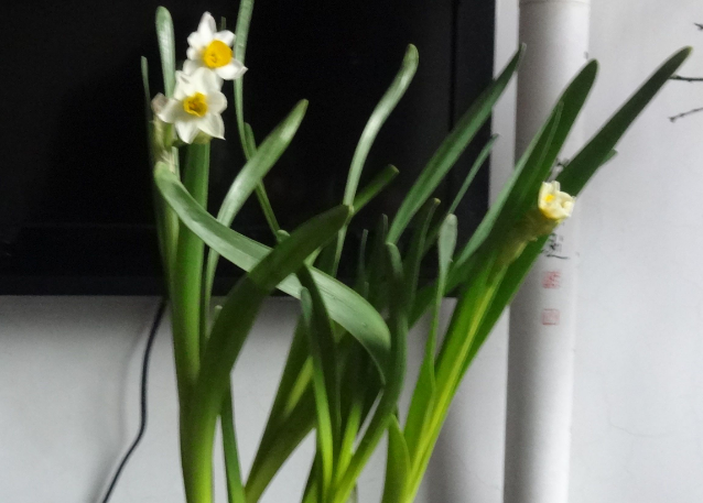水仙花数是什么意思 水仙花数是什么意思