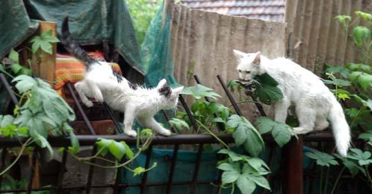 流浪猫捡到食物却偷偷藏起来，一路跟踪，发现它坚强又心酸的秘密
