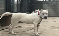 杜高犬多少钱一只
