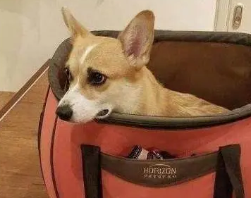 洗澡后的柯基被放进烘干箱，狗子眼神威胁主人，“烘干基”生气了