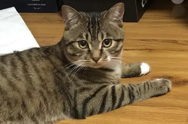 比狗还要忠心的几种猫,你家的猫咪上榜了吗? 比狗还要忠心的几种猫,你家的猫咪上榜了吗?
