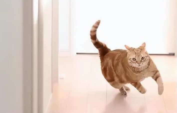成熟的铲屎官才知道，猫咪突然满屋子“疯跑”，是在给你发信号 ！