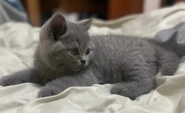 蓝色的猫取什么名字好