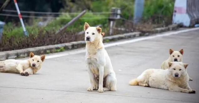 最通人性的犬 最通人性的犬