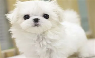马尔济斯犬多少钱一只幼崽