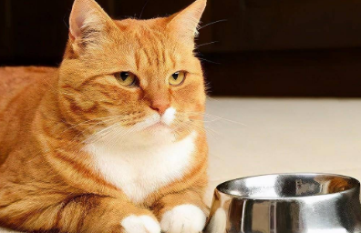 主人不在家猫为什么不吃东西