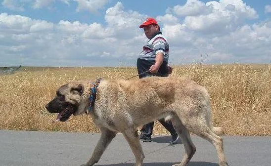 土耳其坎高犬图片大全图片