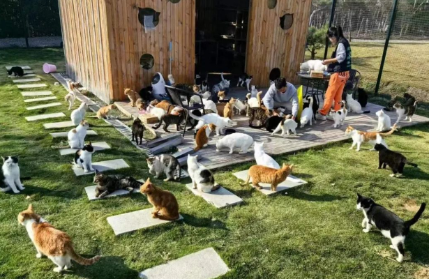 寻它科技获数千万元天使轮融资，旗下动物绿洲公益基地上海正式开园