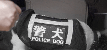 民警偶遇酷似已故缉毒犬的狗狗,一问名字瞬间泪奔,这是为什么 民警偶遇酷似已故缉毒犬的狗狗,一问名字瞬间泪奔,这是为什么