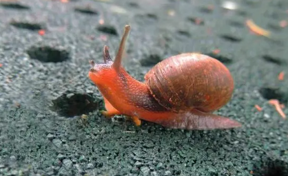 蜗牛喝水吗