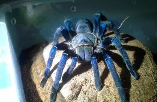 全球最美丽的五大捕鸟蛛，真是漂亮！