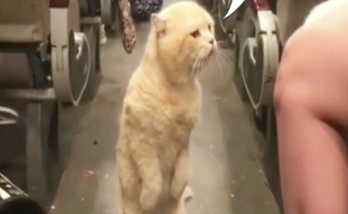 猫咪在公交上，看见主人抱着另一只猫，当场翻脸质问主人！