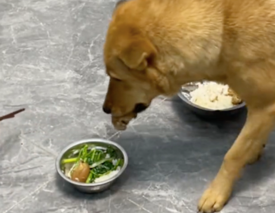 从狗碗夹走肉后,狗狗竟然又主动叼了块肉给主人,不愧是田园犬 从狗碗夹走肉后,狗狗竟然又主动叼了块肉给主人,不愧是田园犬
