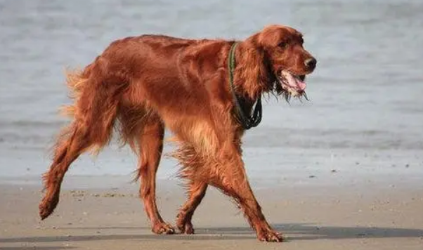 爱尔兰雪达犬的特点 性格坚韧、倔强