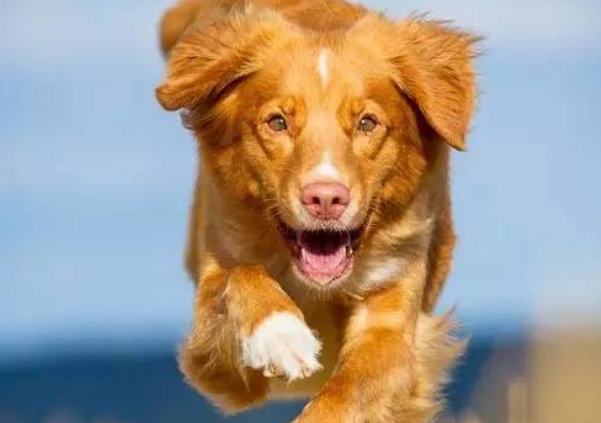 【关于犬种】寻回犬之——新斯科舍猎鸭寻猎犬