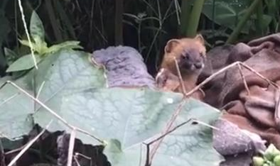 奶奶收养20多只流浪猫,自从来了一位不速之客后,小猫接连失踪 奶奶收养20多只流浪猫,自从来了一位不速之客后,小猫接连失踪