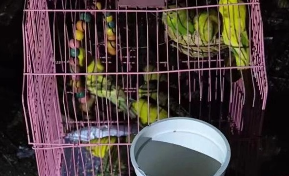 数百只宠物鹦鹉被人放生野外,专家:建议当作案例调查,“买鸟放生”是对捕鸟的变相支持 数百只宠物鹦鹉被人放生野外,专家:建议当作案例调查,“买鸟放生”是对捕鸟的变相支持