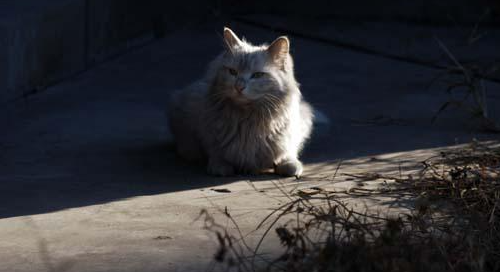 流浪猫捡到食物却偷偷藏起来，一路跟踪，发现它坚强又心酸的秘密