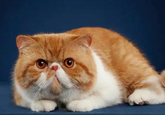 加菲猫只认一个主人吗