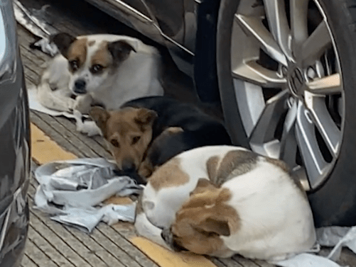 三只流浪狗在停车场,把车衣咬烂当成了床单,心疼车主又心疼它们 三只流浪狗在停车场,把车衣咬烂当成了床单,心疼车主又心疼它们