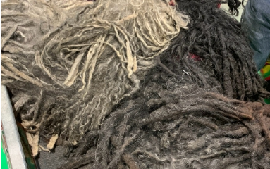 两只长得像拖把的狗，误入为是拖把展销会，网友：这毛量阔怕了！