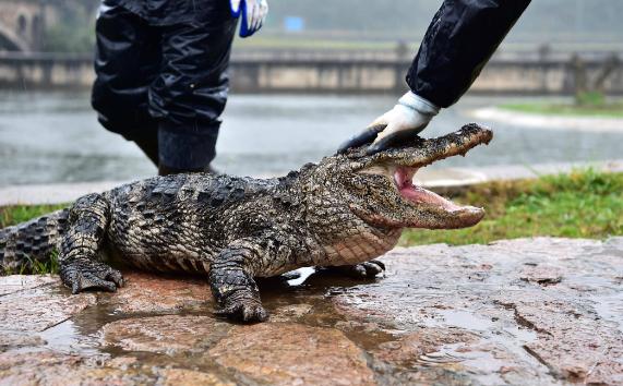 扬子鳄真的那么弱吗