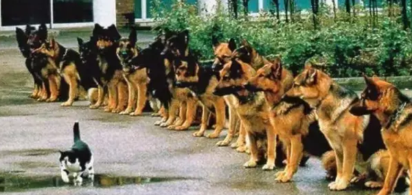 平时威风凛凛的警犬，也有很呆萌的时候