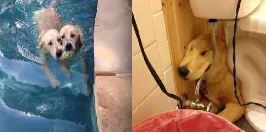 黄金猎犬小时可爱到不行，主人好爱她！没想到长大后竟然
