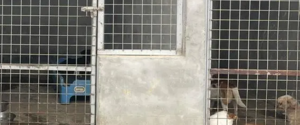 实地探访绵阳流浪犬的“家”：“这不是终点站，只是一个中转站”