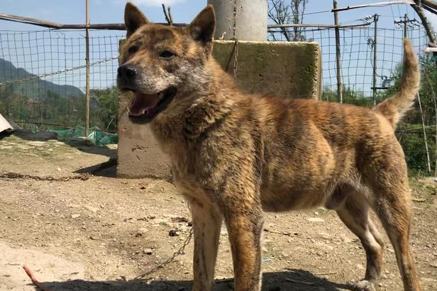 虎斑犬幼犬多少钱一只