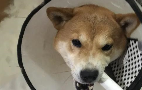 捣乱:人家九寨沟金秋飘雪,你个柴犬跟什么风,非弄个漫天狗毛 捣乱:人家九寨沟金秋飘雪,你个柴犬跟什么风,非弄个漫天狗毛