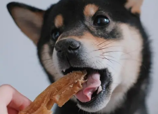 萌啃宠物零食：狗狗宠物零食如何挑选？