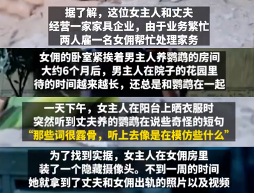 鹦鹉模仿露骨言语揭穿丈夫出轨，有多露骨？给我听听！