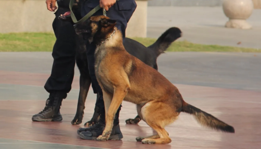 “警犬技术专业就是养宠物吗?”警校生“神秘”专业大揭秘! “警犬技术专业就是养宠物吗?”警校生“神秘”专业大揭秘!