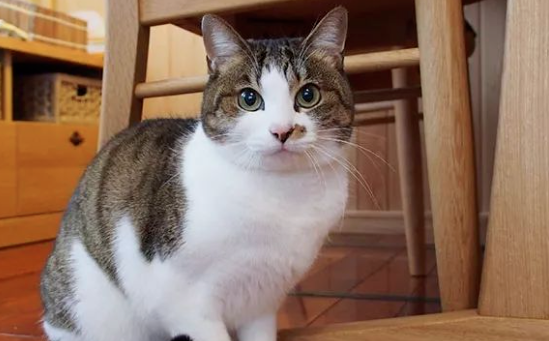 柴犬热衷捡流浪猫，在过去几年带回了无数只小奶猫，家里满地都是可爱的猫咪