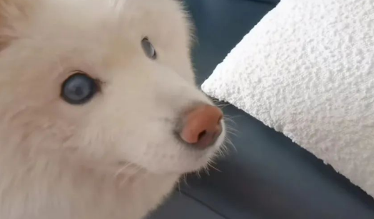 小狗失明后，我为它养了只导盲犬