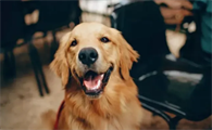 巡回犬工作室是谁的