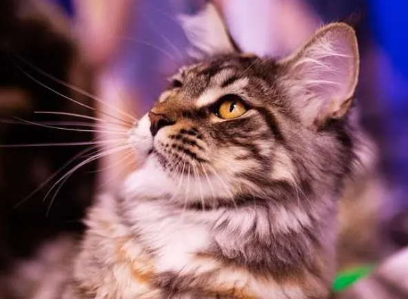 缅因猫和狸花猫打架