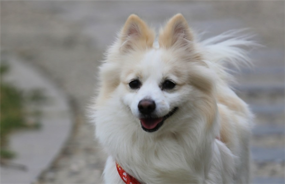 狐狸狗是什么品种