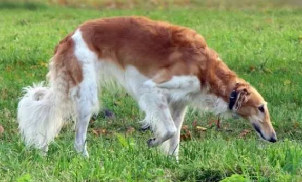 名犬鉴赏--苏俄牧羊犬 名犬鉴赏--苏俄牧羊犬