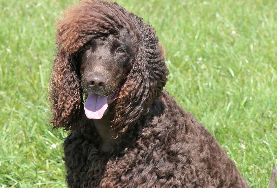 爱尔兰水猎犬的特点 不是纯肝色属于缺陷